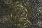 Dactylioceras Ammonite Cluster - Posidonia Shale, Germany #180353-1